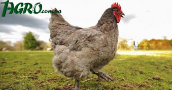 1agro.com.ua