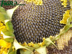 1agro.com.ua
