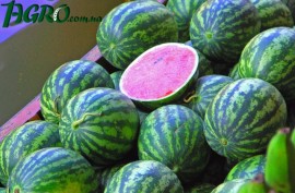 1agro.com.ua