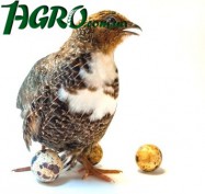 1agro.com.ua