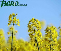 1agro.com.ua