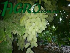 1agro.com.ua