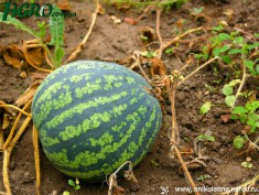 1agro.com.ua