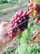 1agro.com.ua