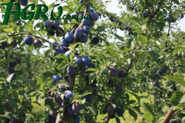 1agro.com.ua
