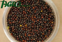 1agro.com.ua