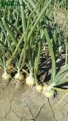 1agro.com.ua