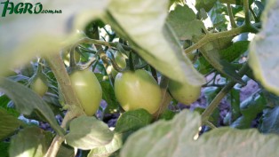 1agro.com.ua