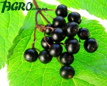 1agro.com.ua