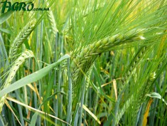 1agro.com.ua