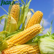 1agro.com.ua