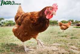 1agro.com.ua