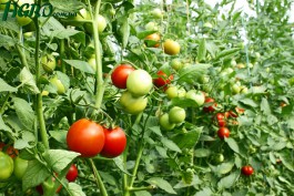 1agro.com.ua