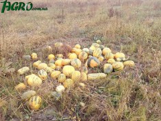 1agro.com.ua