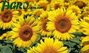 1agro.com.ua