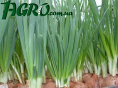 1agro.com.ua