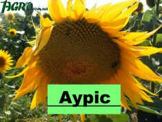 1agro.com.ua
