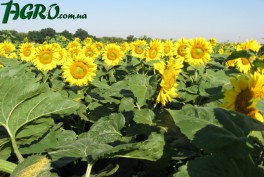 1agro.com.ua