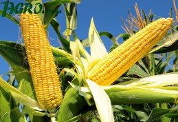 1agro.com.ua