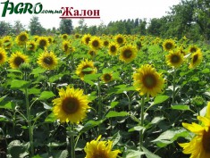 1agro.com.ua