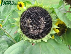 1agro.com.ua