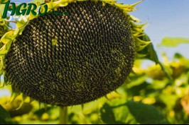 1agro.com.ua