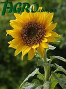 1agro.com.ua
