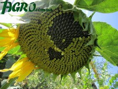 1agro.com.ua