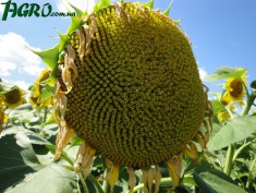 1agro.com.ua