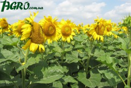 1agro.com.ua