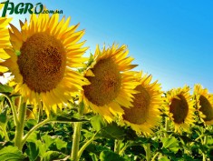 1agro.com.ua