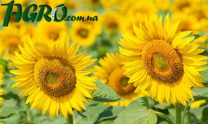 1agro.com.ua