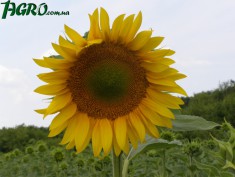 1agro.com.ua