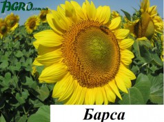 1agro.com.ua