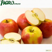 1agro.com.ua