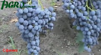 1agro.com.ua
