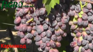 1agro.com.ua