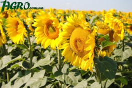 1agro.com.ua