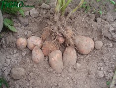 1agro.com.ua