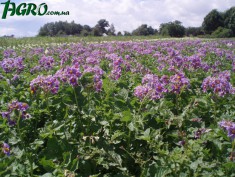1agro.com.ua