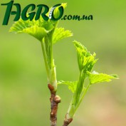 1agro.com.ua