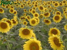 1agro.com.ua
