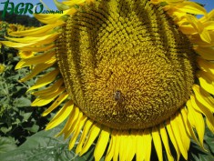 1agro.com.ua