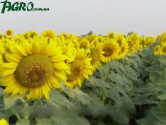 1agro.com.ua