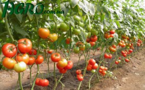 1agro.com.ua