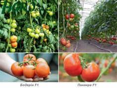 1agro.com.ua