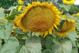 1agro.com.ua