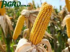 1agro.com.ua