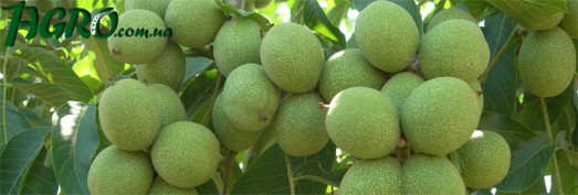 1agro.com.ua