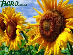 1agro.com.ua